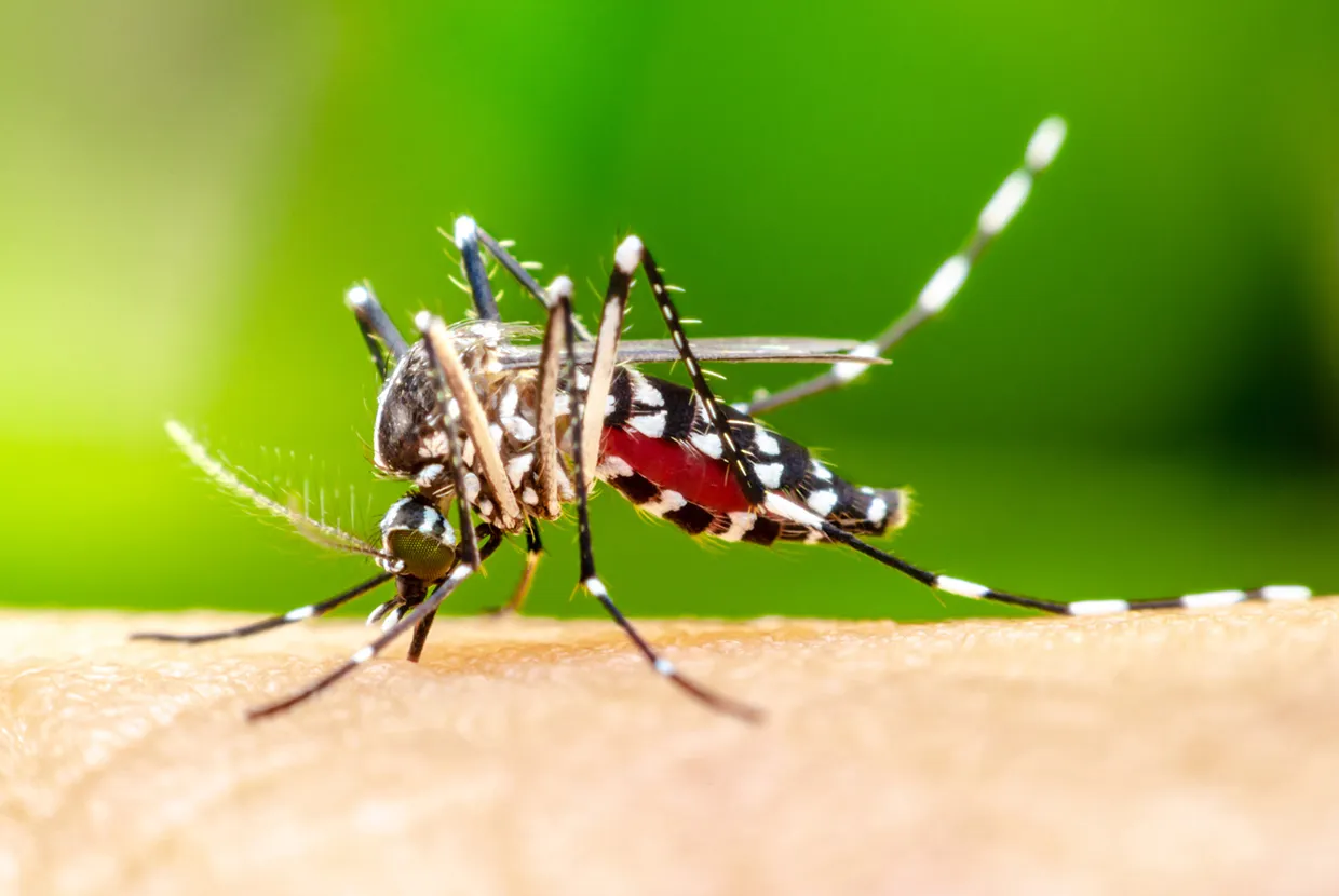 Residential Pest Control